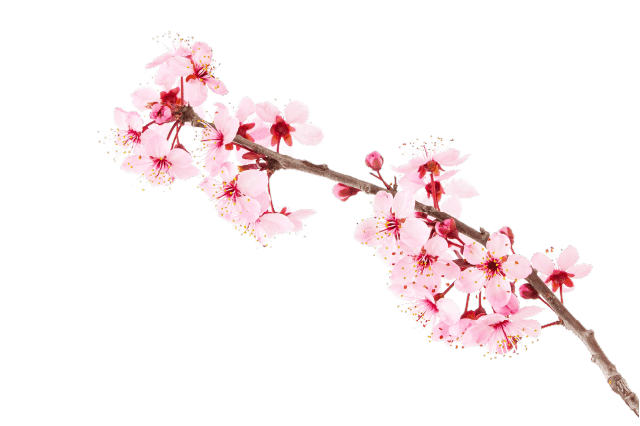 桜
